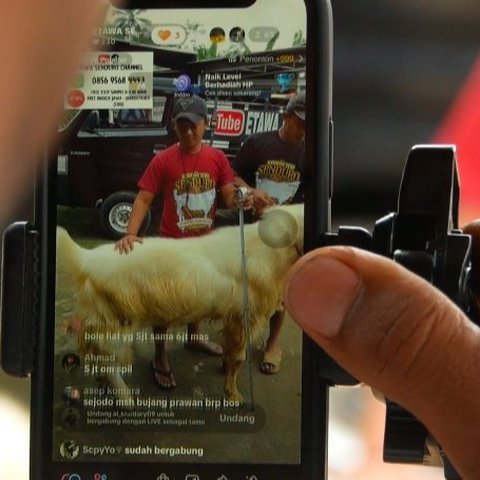 Peternak di Lumajang Jual Kambing via TikTok
