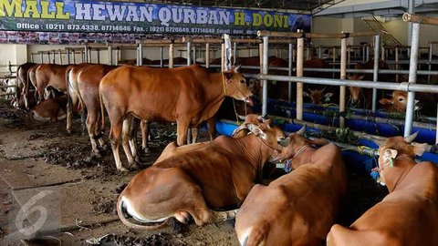 Sapi hewan qurban dijajakan di Depok, Jawa Barat, Rabu (9/9/2015). Jelang Idul Adha 1436 H, Ahok menerbitkan Instruksi Gubernur terkait pelarangan penjualan serta pemotongan hewan qurban di p
