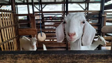 Hewan Kurban Kambing. (Widi3019/depositphotos.com)