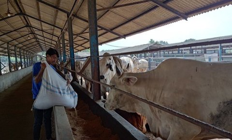 Pemerintah Kota Tangerang Selatan meningkatkan pengawasan kesehatan hewan kurban untuk mencegah penyebaran PMK dan LSD menjelang Idul Adha 2025.