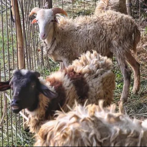 Dan bagi umat Muslim yang mampu dianjurkan untuk melaksanakan ibadah kurban saat Idul Adha. (Liputan6.com/Angga Yuniar)