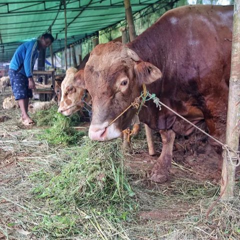Sementara, harga seekor sapi dijual mulai dari Rp 15 juta per ekor. (Liputan6.com/Angga Yuniar)