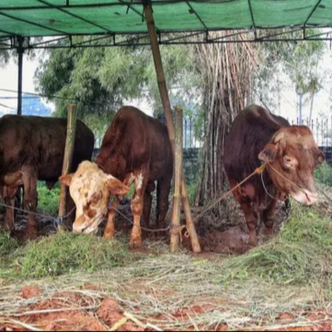 Jelang perayaan Idul Adha 1446 Hijriah atau Hari Raya Kurban 2025, penjualan hewan kurban mulai ramai di beberapa wilayah Jakarta. (Liputan6.com/Angga Yuniar)