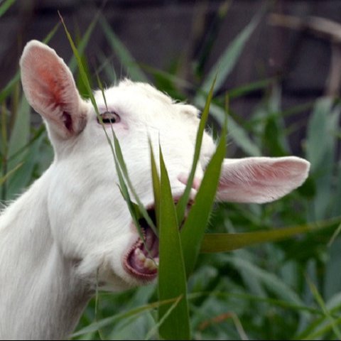 Ilustrasi kambing (AFP)