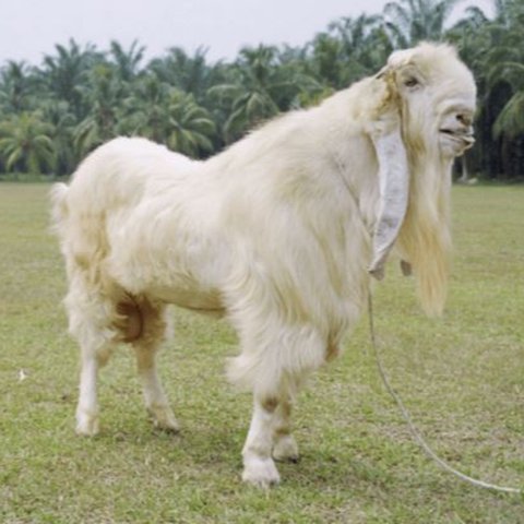 Kambing Etawa