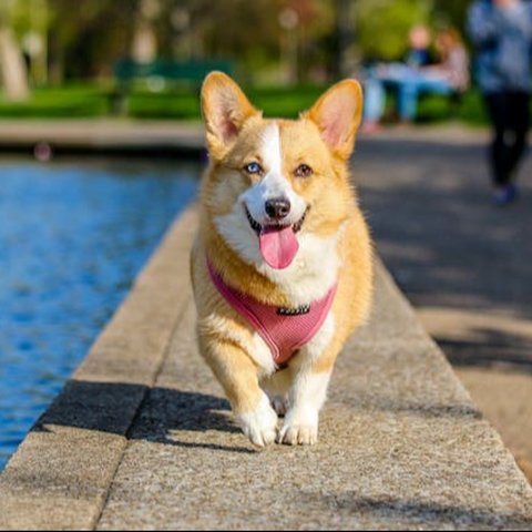 Kebiasaan Menjilati Kaki pada Anjing: Tanda Cinta atau Gejala Penyakit?