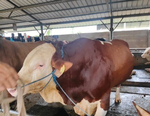 sapi presiden prabowo di bekasi