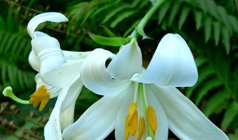 Ilustrasi bunga marigold. (Image by lachetas on Freepik)