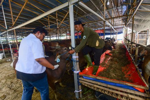 Dokter hewan melakukan pemeriksaan mulut dan kesehatan pada hewan kurban di kandang CV Puput Bersaudara, Rangkapan Jaya, Depok, Jawa Barat, menjelang Hari Raya Iduladha 1446 Hijriah, Kamis (8/5/2025).