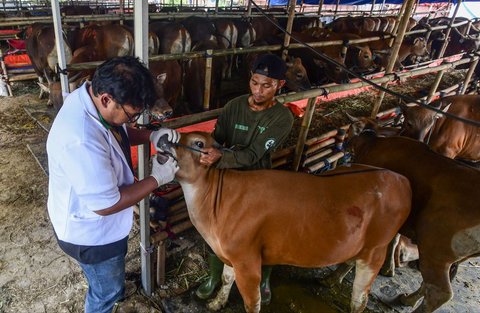 Dokter hewan melakukan pemeriksaan mulut dan kesehatan pada hewan kurban di kandang CV Puput Bersaudara, Rangkapan Jaya, Depok, Jawa Barat, menjelang Hari Raya Iduladha 1446 Hijriah, Kamis (8/5/2025).