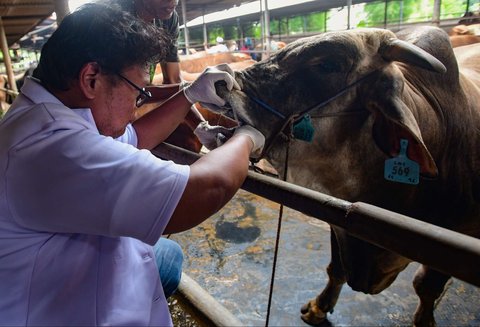 Dokter hewan melakukan pemeriksaan mulut dan kesehatan pada hewan kurban di kandang CV Puput Bersaudara, Rangkapan Jaya, Depok, Jawa Barat, menjelang Hari Raya Iduladha 1446 Hijriah, Kamis (8/5/2025).