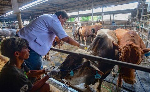 Dokter hewan memberikan vitamin pada hewan kurban di kandang CV Puput Bersaudara, Rangkapan Jaya, Depok, Jawa Barat, menjelang Hari Raya Iduladha 1446 Hijriah, Kamis (8/5/2025).