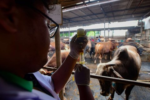 Dokter hewan menyiapkan vitamin untuk hewan kurban di kandang CV Puput Bersaudara, Rangkapan Jaya, Depok, Jawa Barat, menjelang Hari Raya Iduladha 1446 Hijriah, Kamis (8/5/2025).