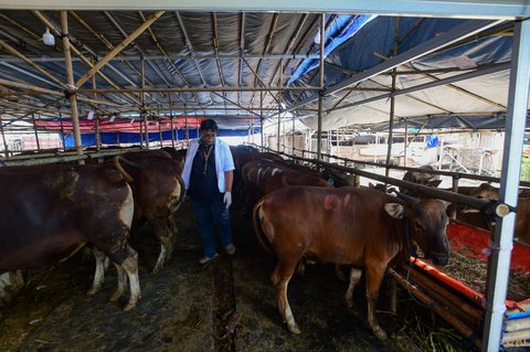 Dokter hewan memeriksan kesehatan hewan kurban di kandang CV Puput Bersaudara, Rangkapan Jaya, Depok, Jawa Barat, menjelang Hari Raya Iduladha 1446 Hijriah, Kamis (8/5/2025).