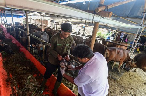 Dokter hewan melakukan pemeriksaan mulut dan kesehatan pada hewan kurban di kandang CV Puput Bersaudara, Rangkapan Jaya, Depok, Jawa Barat, menjelang Hari Raya Iduladha 1446 Hijriah, Kamis (8/5/2025).