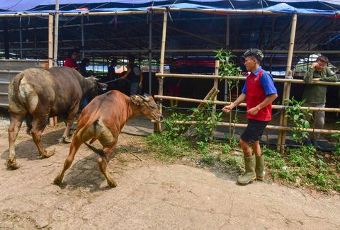 Aktivitas pekerja di kandang CV Puput Bersaudara, Rangkapan Jaya, Depok, Jawa Barat, menjelang Hari Raya Iduladha 1446 Hijriah, Kamis (8/5/2025).