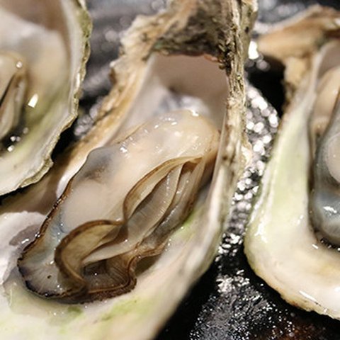 Ilustrasi tiram 9Sumber: Pixabay/jsbaw7160)