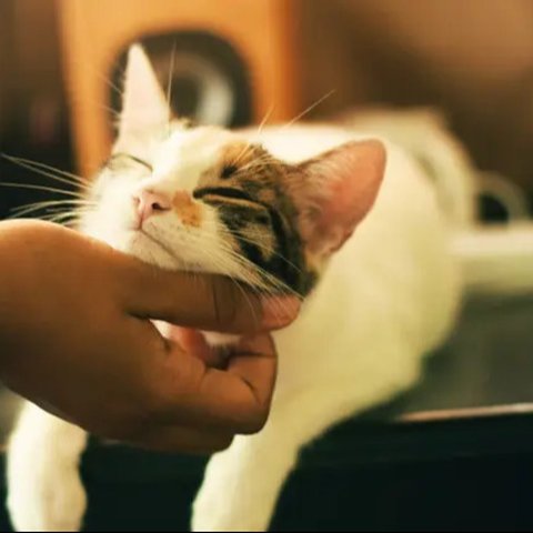 Misteri Warna Kucing Oren Terungkap (Sumber: Pexels)
