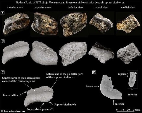 Fragmen tengkorak Homo erectus yang ditemukan di peradaban berusia 140.000 tahun.
