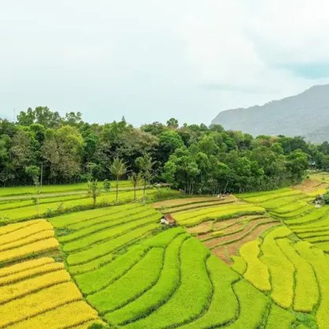 Petani menggiling saat musim panen padi di sawah Desa Bube Baru, Kecamatan Suwawa, Kabupaten Bone Bolango, Gorontalo (15/3). Mulai dari menyabit padi hingga sudah menjadi bulir gabah itu semu