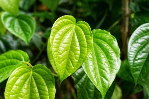 Ilustrasi Daun Sirih