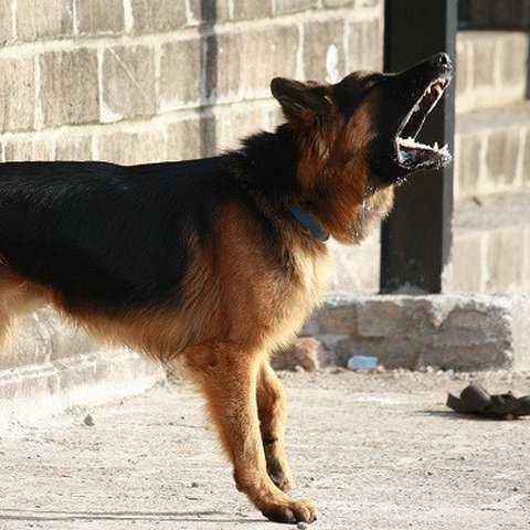 Ilustrasi anjing&nbsp;German Shepherds. (Dok. Pixabay/PDPics)