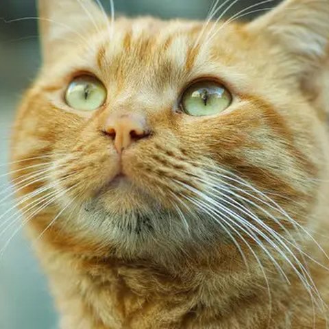 Misteri Warna Kucing Oren Terungkap (Sumber: Pexels)