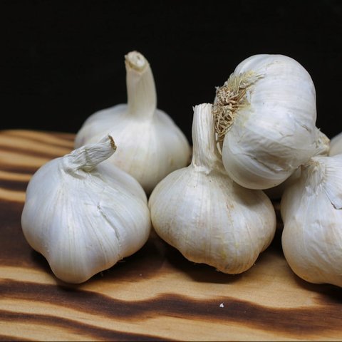 Ilustrasi Bawang Putih