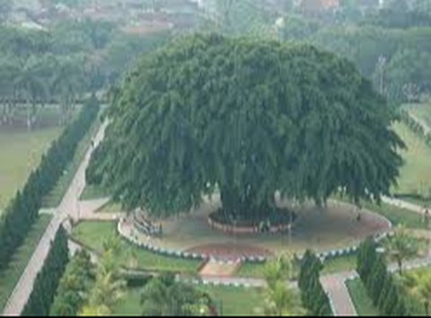 Pohon Beringin