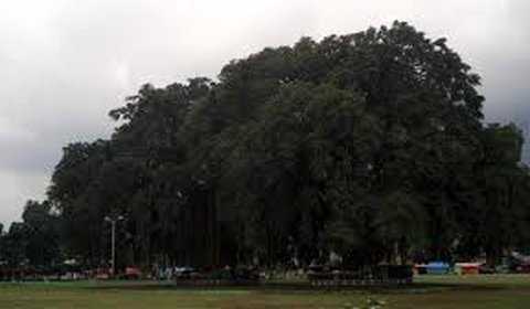Pohon Beringin