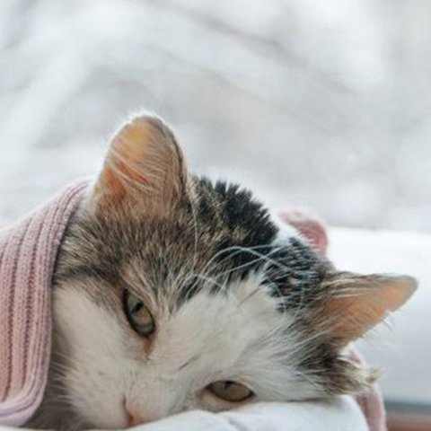 Ilustrasi kucing sakit. (&copy; shutterstock)