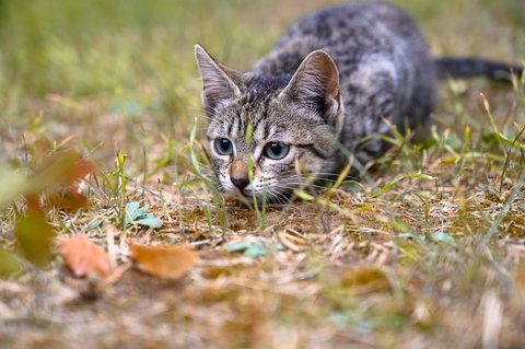 Kucing Berburu