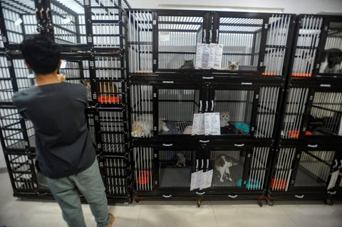 Dokter hewan mengecek kesehatan kucing yang dititipkan di Amore Pejaten, Jakarta Selatan, Minggu (07/042024). Permintaan jasa penitipan kucing tersebut mengalami peningkatan hingga 100 persen menjelang lebaran Idul Fitri 1445 H, dengan tarif Rp 55 ribu per hari.