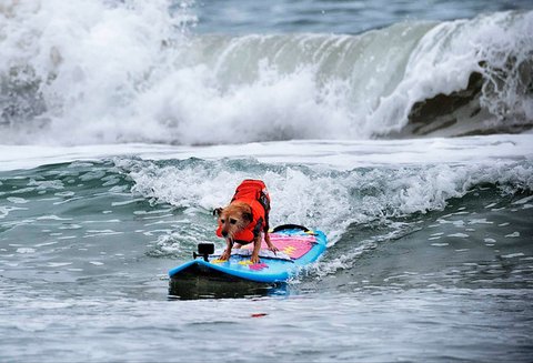 Anjing terrier berusia sebelas tahun, Carson, saat mengikuti kompetisi selancar di Pantai Huntington, California, Jumat, (20/06/2025).