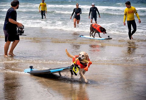 Anjing labrador retriever Charlie menarik papan selancarnya saat mengikuti kompetisi selancar di Pantai Huntington, California, Jumat, (20/06/2025).