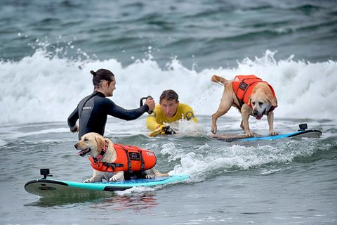 Dua ekor anjing saat  saat mengikuti kompetisi selancar di Pantai Huntington, California, Jumat, (20/06/2025).