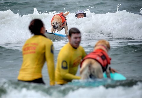 Dua ekor anjing saat  saat mengikuti kompetisi selancar di Pantai Huntington, California, Jumat, (20/06/2025).