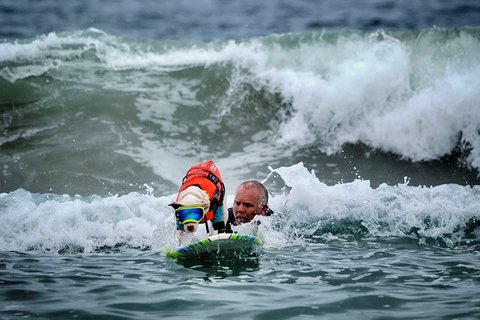 Faith, seekor anjing pit bull terrier Amerika berusia 13 tahun saat mengikuti kompetisi selancar di Pantai Huntington, California, Jumat, (20/06/2025).