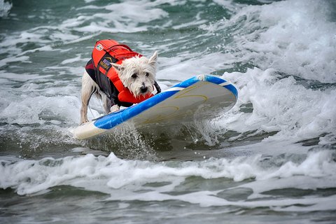Petey, seekor anjing ras West Highland Terrier saat mengikuti kompetisi selancar di Pantai Huntington, California, Jumat, (20/06/2025).