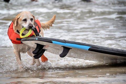 Labrador retriever Charlie menarik papan selancarnya saat mengikuti kompetisi selancar di Pantai Huntington, California, Jumat, (20/06/2025).