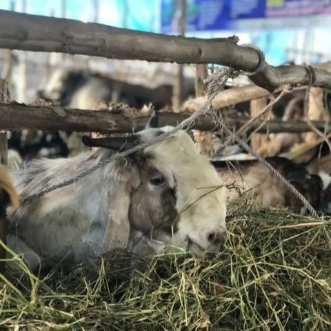 Dinas Ketahanan Pangan dan Peternakan Sumsel memastikan ketersediaan hewan kurban sapi dan kambing cukup untuk Idul Adha 2025, mencapai 73 ribu ekor.