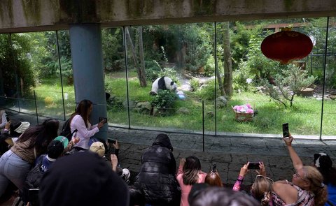 Panda raksasa betina (Ailuropoda melanoleuca) yang bernama Xin Xin  saat merayakan ulang tahunnya yang ke-35 di kebun binatang Chapultepec di Mexico City, (29/06/2025).