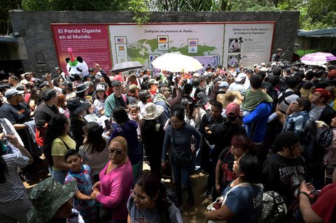 Antusias warga merayakan ulang tahun panda Xin Xin di  kebun binatang Chapultepec di Mexico City, (29/06/2025).