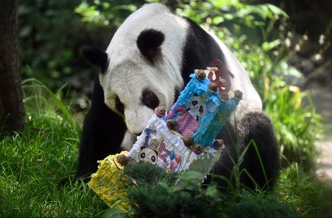 Panda raksasa betina (Ailuropoda melanoleuca) yang bernama Xin Xin  saat merayakan ulang tahunnya yang ke-35 di kebun binatang Chapultepec di Mexico City, (29/06/2025).