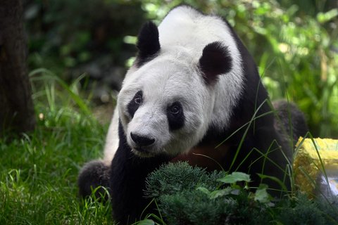 Panda raksasa betina (Ailuropoda melanoleuca) yang bernama Xin Xin  saat merayakan ulang tahunnya yang ke-35 di kebun binatang Chapultepec di Mexico City, (29/06/2025).
