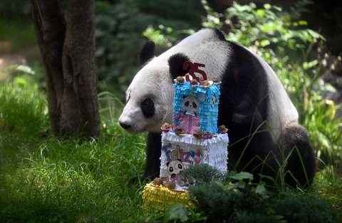 Panda raksasa betina (Ailuropoda melanoleuca) yang bernama Xin Xin  saat merayakan ulang tahunnya yang ke-35 di kebun binatang Chapultepec di Mexico City, (29/06/2025).