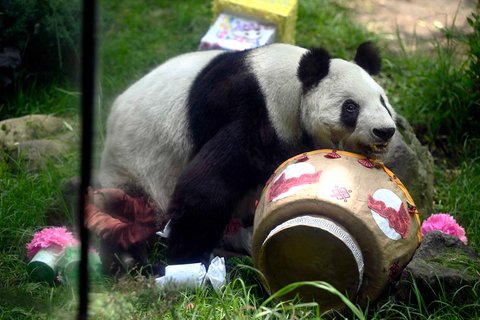 Panda raksasa betina (Ailuropoda melanoleuca) yang bernama Xin Xin  saat merayakan ulang tahunnya yang ke-35 di kebun binatang Chapultepec di Mexico City, (29/06/2025).
