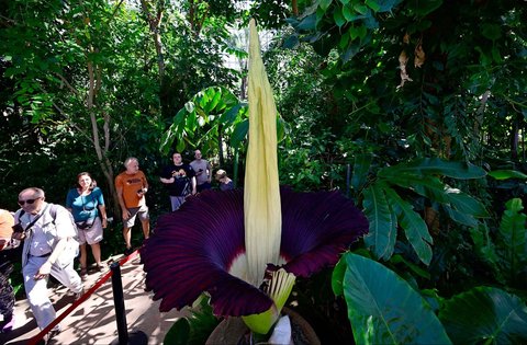 Pengunjung menyaksikan  tanaman bungai bangkai titan arum (Amorphophallus titanum) yang sedang berbunga di Kebun Raya Berlin, Jerman, Minggu (30/06/2025).