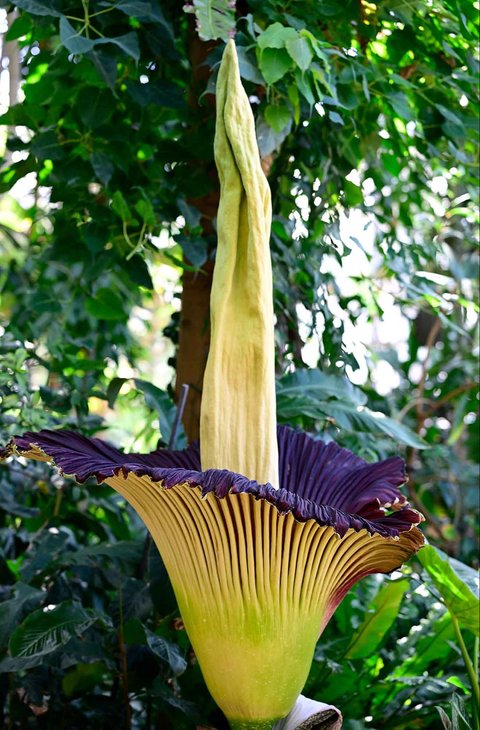 Tanaman bungai bangkai titan arum (Amorphophallus titanum) yang sedang berbunga di Kebun Raya Berlin, Jerman, Minggu (30/06/2025).
