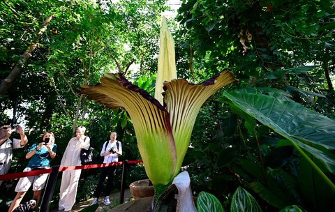Pengunjung menyaksikan  tanaman bungai bangkai titan arum (Amorphophallus titanum) yang sedang berbunga di Kebun Raya Berlin, Jerman, Minggu (30/06/2025).